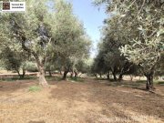 Timpaki Klima Kreta Timbaki außergewöhnliches Baugrundstück Meer- und Bergblick Grundstück kaufen